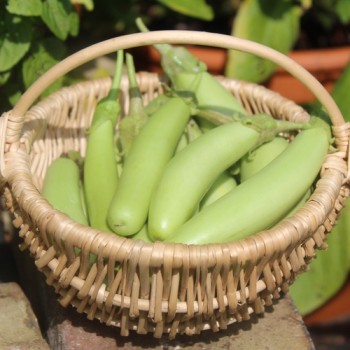 Aubergine Green Finger (Samen)