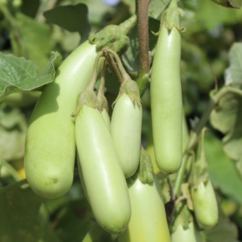 Aubergine Green Finger (Samen)