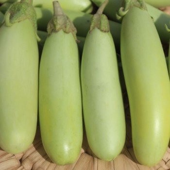 Aubergine Green Finger (Samen)