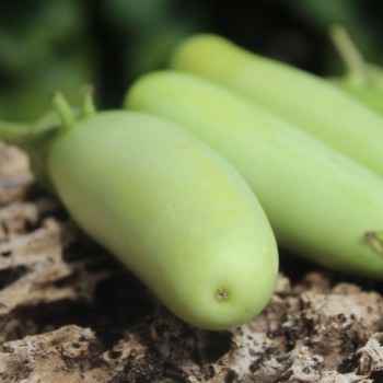 Aubergine Green Finger (Samen)