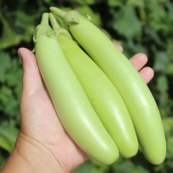 Aubergine Green Finger (Samen)