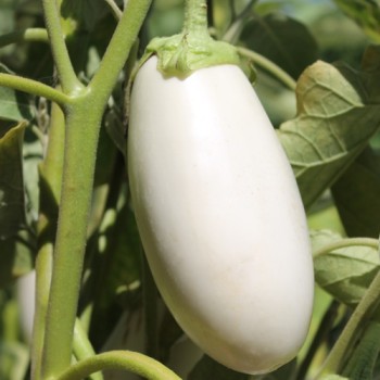 Aubergine Halflong White (freilandgeeignet) (Samen)