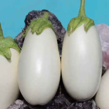 Aubergine Halflong White (freilandgeeignet) (Samen)