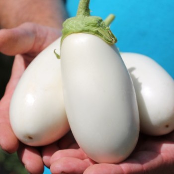 Aubergine Halflong White (freilandgeeignet) (Samen)