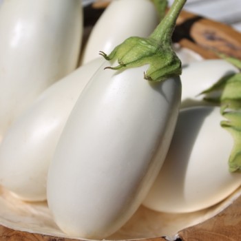 Aubergine Halflong White (freilandgeeignet) (Samen)
