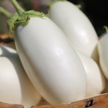 Aubergine Halflong White (freilandgeeignet) (Samen)