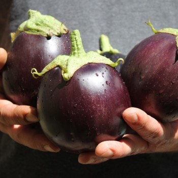 Aubergine Hallasan Jeju (Samen)
