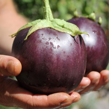 Aubergine Hallasan Jeju (Samen)