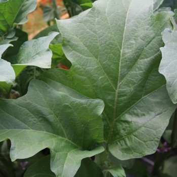Aubergine Hallasan Jeju (Samen)