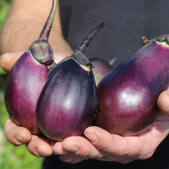 Aubergine Japonsky Karlik (Samen)