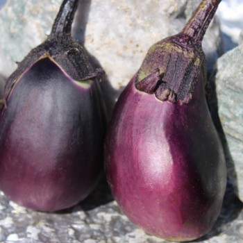 Aubergine Japonsky Karlik (Samen)