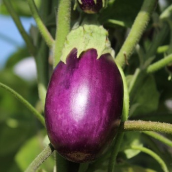 Aubergine Jewel Amethyst (freilandgeeignet) (Samen)