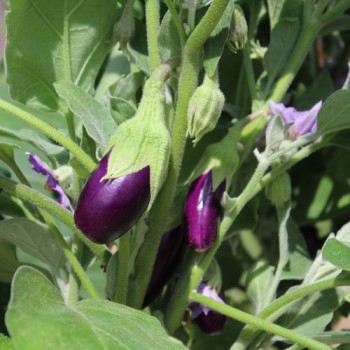 Aubergine Jewel Amethyst (freilandgeeignet) (Samen)