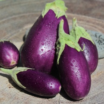 Aubergine Jewel Amethyst (freilandgeeignet) (Samen)