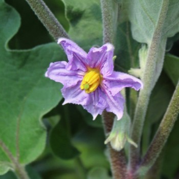 Aubergine Jewel Amethyst (freilandgeeignet) (Samen)