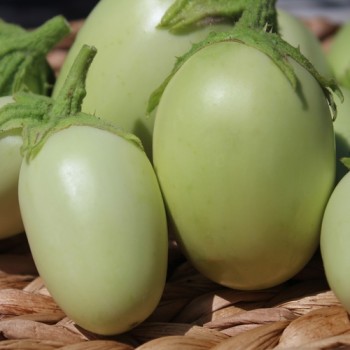 Aubergine Jewel Jade (freilandgeeignet) (Samen)