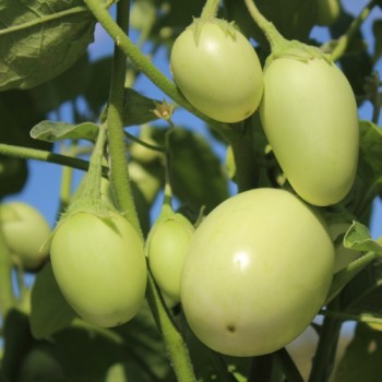 Aubergine Jewel Jade (freilandgeeignet) (Samen)