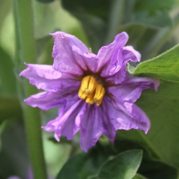 Aubergine Jewel Jade (freilandgeeignet) (Samen)