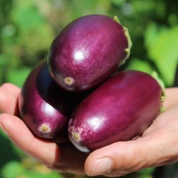 Aubergine Jewel Jet (freilandgeeignet) (Samen)