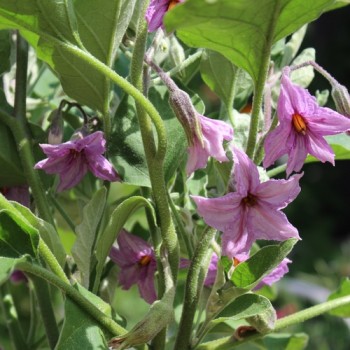 Aubergine Jewel Jet (freilandgeeignet) (Samen)