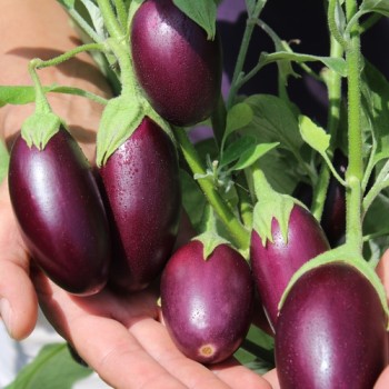 Aubergine Jewel Jet (freilandgeeignet) (Samen)