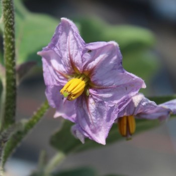 Aubergine Kazakhstan (freilandgeeignet) (Samen)