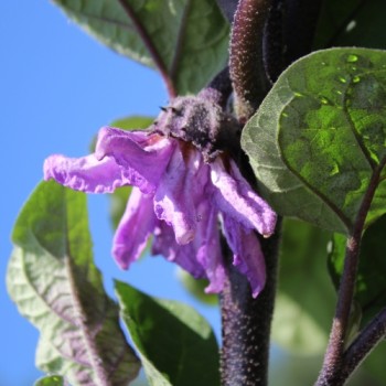 Aubergine Laura (Samen)