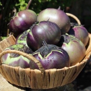 Aubergine Laura (Samen)