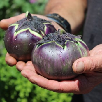 Aubergine Laura (Samen)