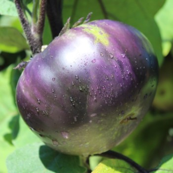 Aubergine Laura (Samen)