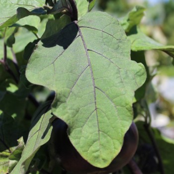 Aubergine Laura (Samen)