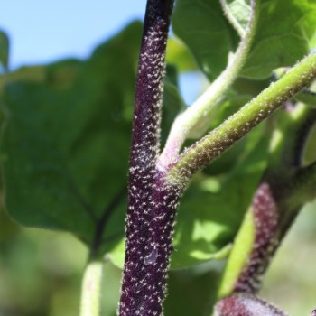 Aubergine Laura (Samen)