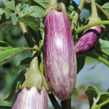 Aubergine Listada de Gandia  (Samen)