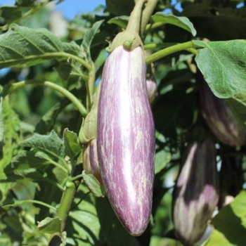Aubergine Listada de Gandia  (Samen)