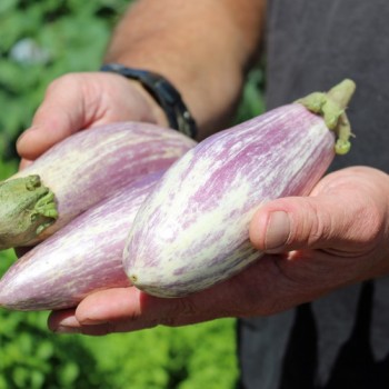 Aubergine Listada de Gandia  (Samen)