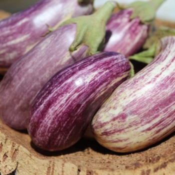 Aubergine Listada de Gandia  (Samen)