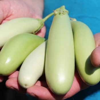 Aubergine Louisiana Long Green (Samen)