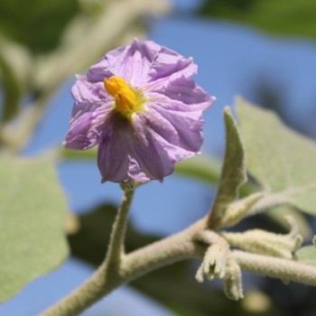 Aubergine Louisiana Long Green (Samen)
