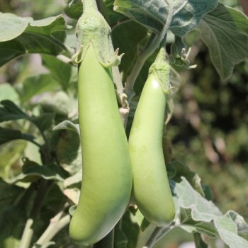 Aubergine Louisiana Long Green (Samen)