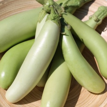 Aubergine Louisiana Long Green (Samen)