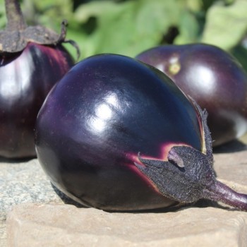 Neu! Aubergine Mitoyo (Samen)