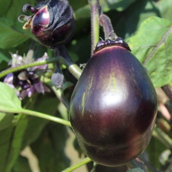 Neu! Aubergine Mitoyo (Samen)