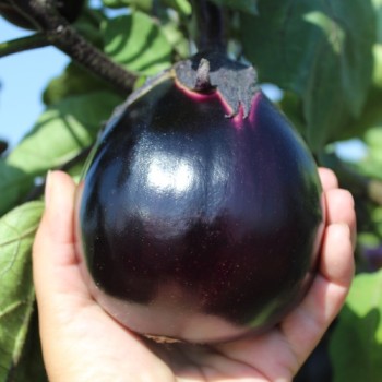 Neu! Aubergine Mitoyo (Samen)