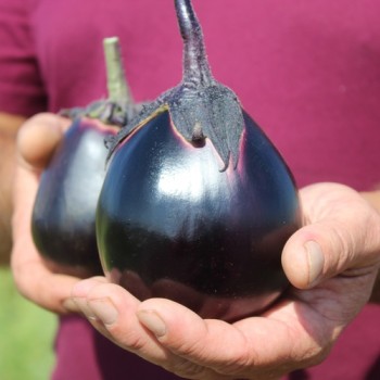 Neu! Aubergine Mitoyo (Samen)