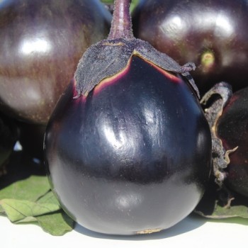 Neu! Aubergine Mitoyo (Samen)