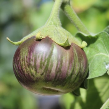 Aubergine Redonda (Samen)