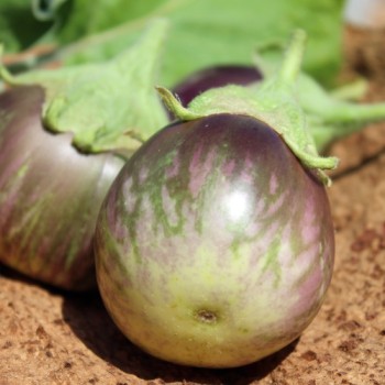 Aubergine Redonda (Samen)