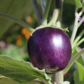 Aubergine Round Purple (freilandgeeignet) (Samen)