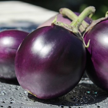 Aubergine Round Purple (freilandgeeignet) (Samen)