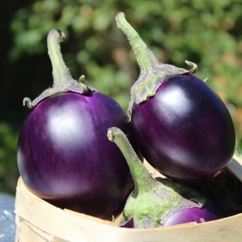 Aubergine Round Purple (freilandgeeignet) (Samen)